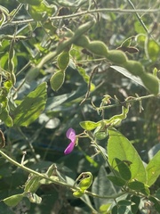 Desmodium