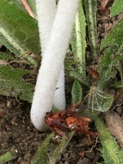 Coprinopsis lagopus