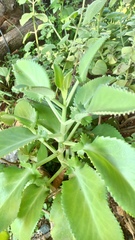Kalanchoe laetivirens