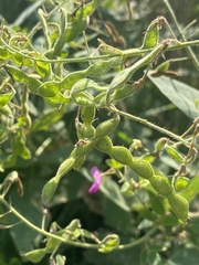 Desmodium