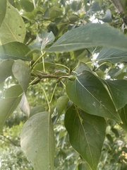 Populus balsamifera