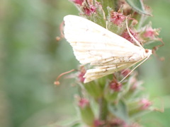 Elophila icciusalis