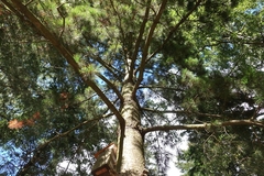 Pinus peuce