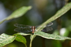 Rhodothemis rufa