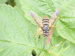 Spilomyia longicornis