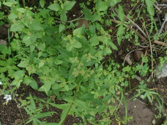 Ageratina herbacea