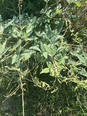 Desmodium