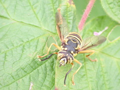 Spilomyia longicornis