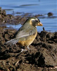 Saltator aurantiirostris