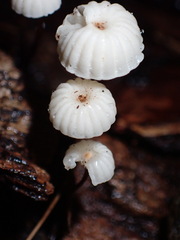 Marasmius capillaris