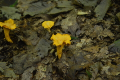 Cantharellus