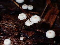 Marasmius capillaris