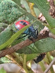 Euthyrhynchus floridanus