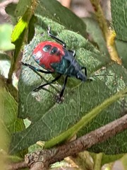 Euthyrhynchus floridanus