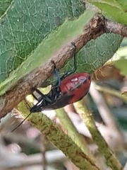 Euthyrhynchus floridanus