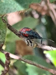Euthyrhynchus floridanus
