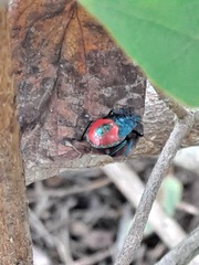 Euthyrhynchus floridanus