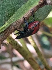 Euthyrhynchus floridanus