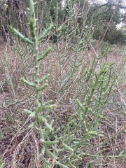 Cylindropuntia leptocaulis