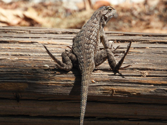 Sceloporus occidentalis longipes