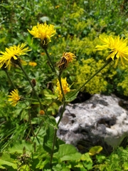 Cichorieae