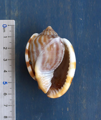 Phalium flammiferum
