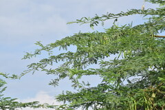 Prosopis juliflora