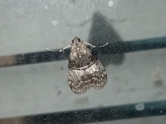 Pococera asperatella