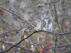 Spizelloides arborea