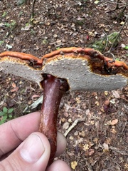 Ganoderma