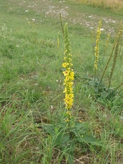 Verbascum nigrum