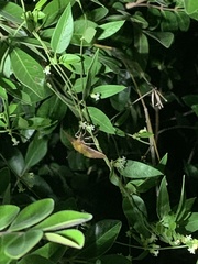 Uresiphita reversalis