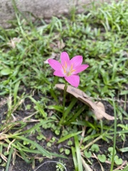 Zephyranthes
