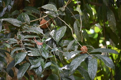 Hydnocarpus pentandrus