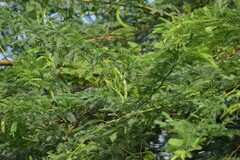 Prosopis juliflora