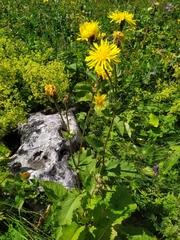 Cichorieae