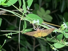 Uresiphita reversalis