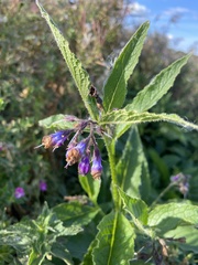 Symphytum officinale