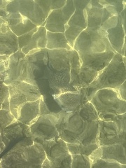 Diodon hystrix