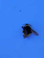 Bombus terricola