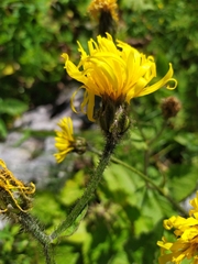 Cichorieae