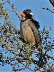 Saltator aurantiirostris