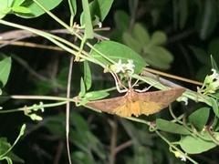 Uresiphita reversalis