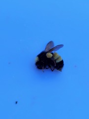 Bombus terricola