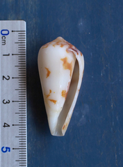 Conus fulmen