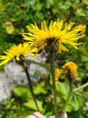Cichorieae