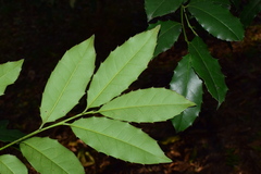 Ilex centrochinensis