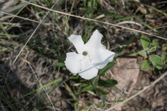 Mandevilla hypoleuca