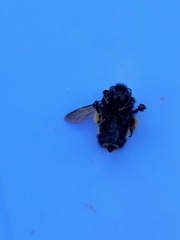 Bombus terricola