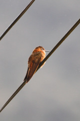 Aglaeactis cupripennis